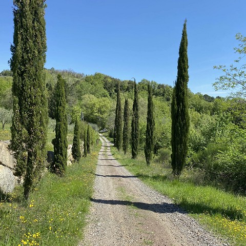 PODERE FUNGAIO